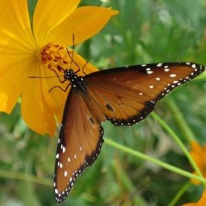 Meet your Posher, Diane